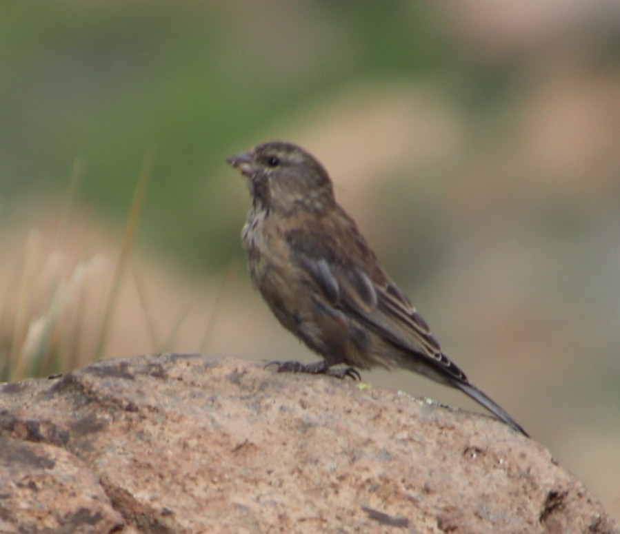 Drakensberg Siskin