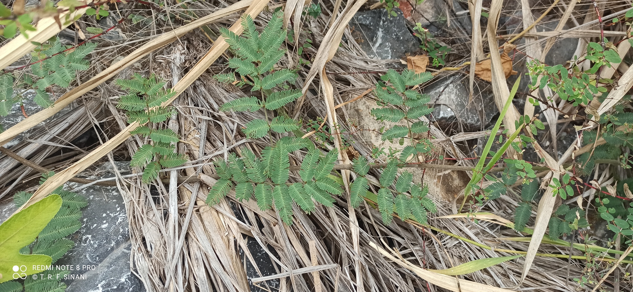 Neptunia pubescens