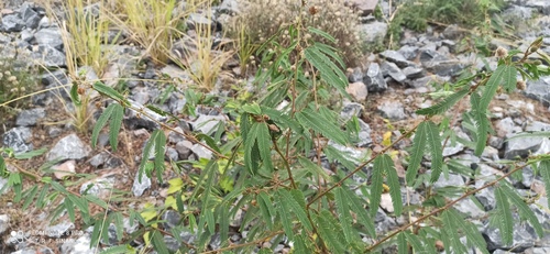 Mimosa polycarpa (Mimosa polycarpa)