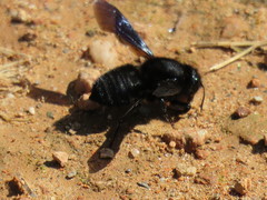 Megachile parietina