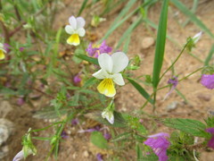 Viola × contempta