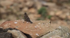Crithagra symonsi