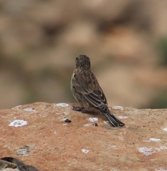 Crithagra symonsi