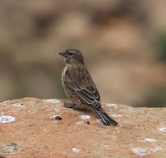 Crithagra symonsi