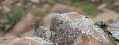 Crithagra symonsi