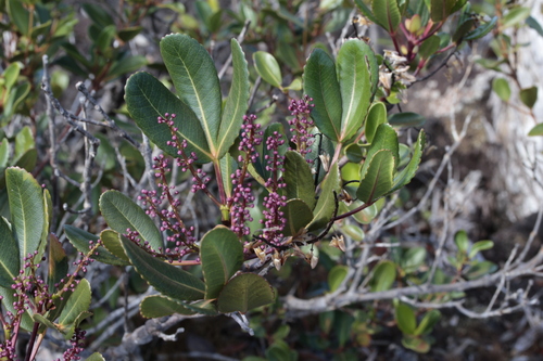 Cunonia vieillardii observed 2014-06-24