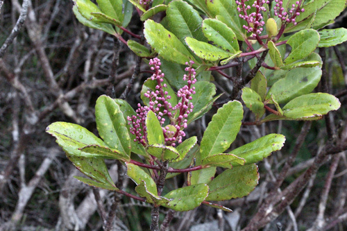 Cunonia vieillardii observed 2014-05-31