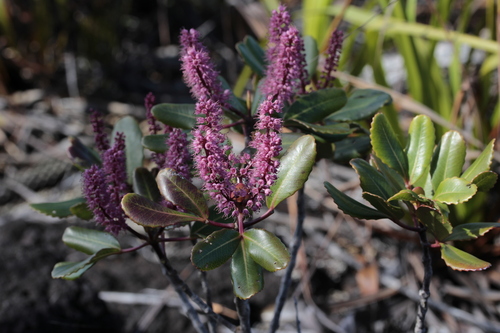 Cunonia vieillardii observed 2014-06-25