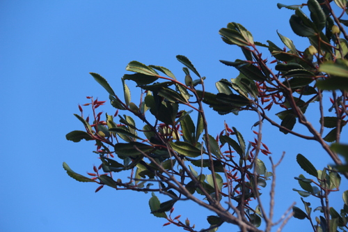 Cunonia vieillardii observed 2021-10-11