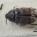 Attagenus abbreviatus - Photo (c) 
NHM Beetles and Bugs, μερικά δικαιώματα διατηρούνται (CC BY)