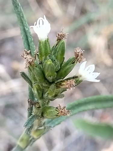 Image of Pseudelephantopus spicatus by no rights reserved