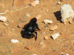 Megachile parietina