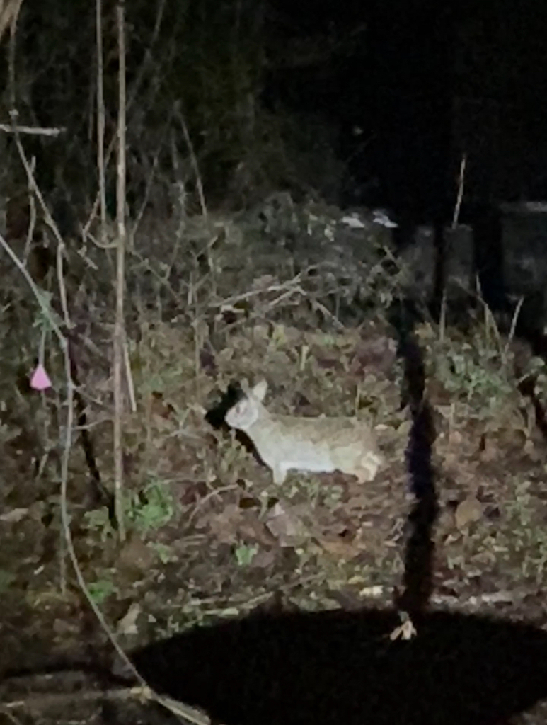 Swamp Rabbit from BREC's Bluebonnet Swamp Nature Center, 10503 N Oak ...