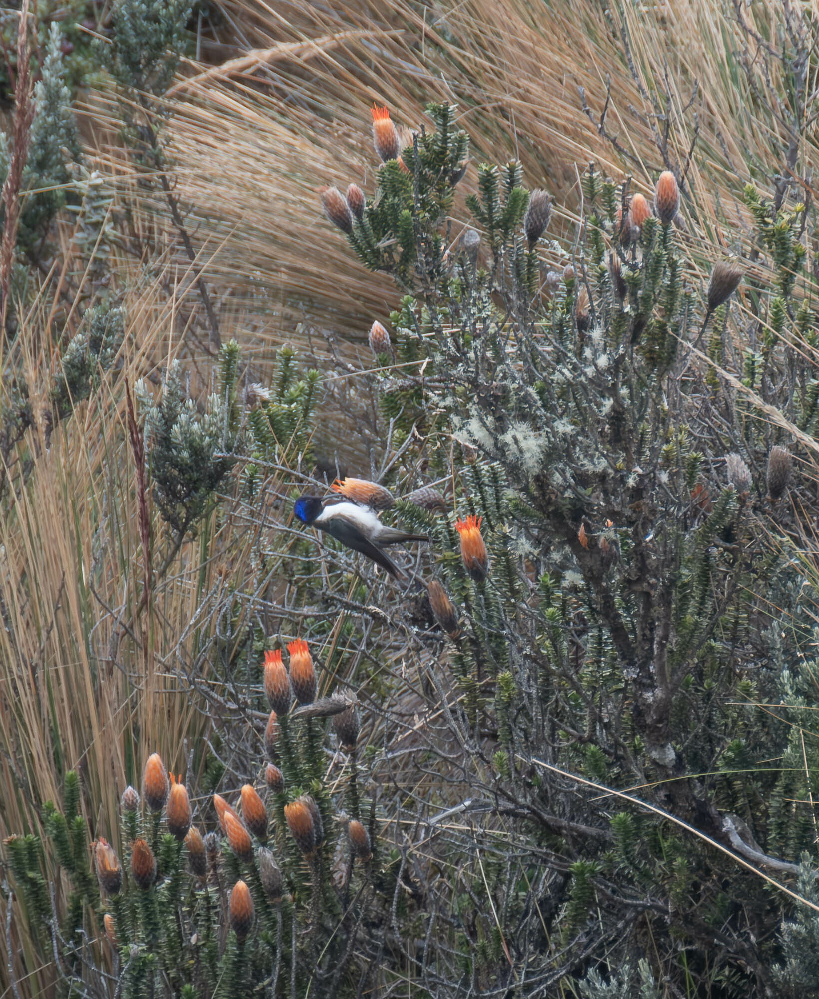 Ecuadorian Hillstar (Oreotrochilus chimborazo), photo 6