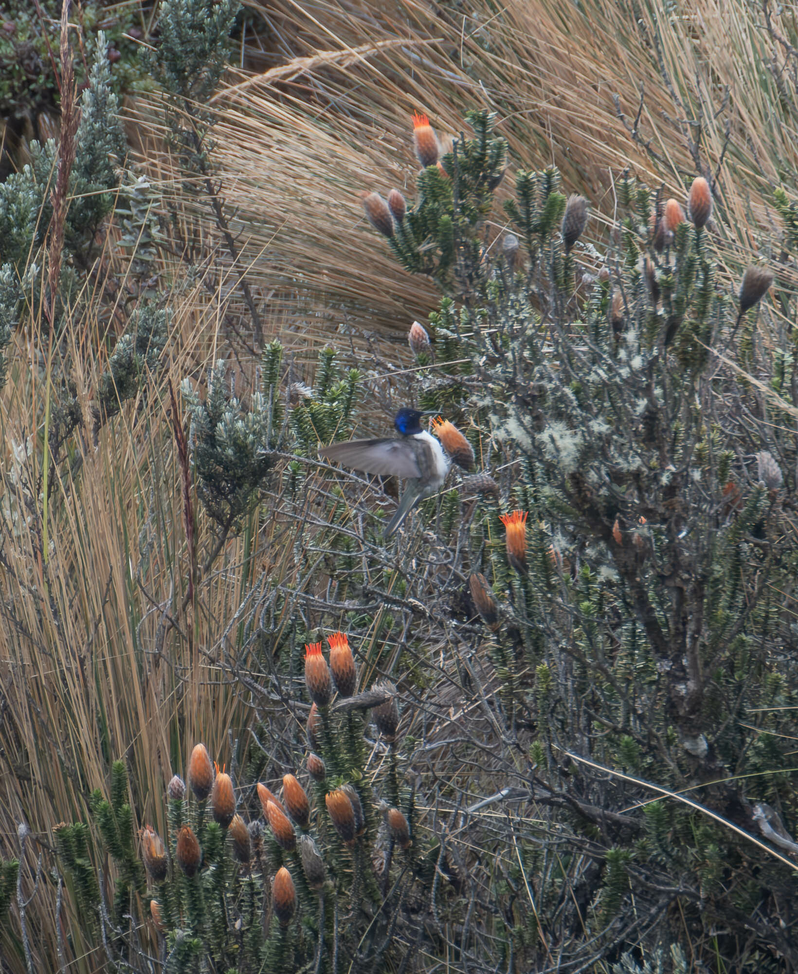 Ecuadorian Hillstar (Oreotrochilus chimborazo), photo 7