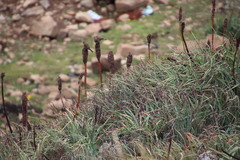 Crithagra symonsi