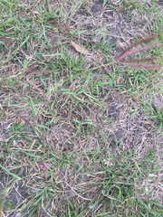 Dichanthium annulatum