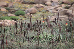 Crithagra symonsi