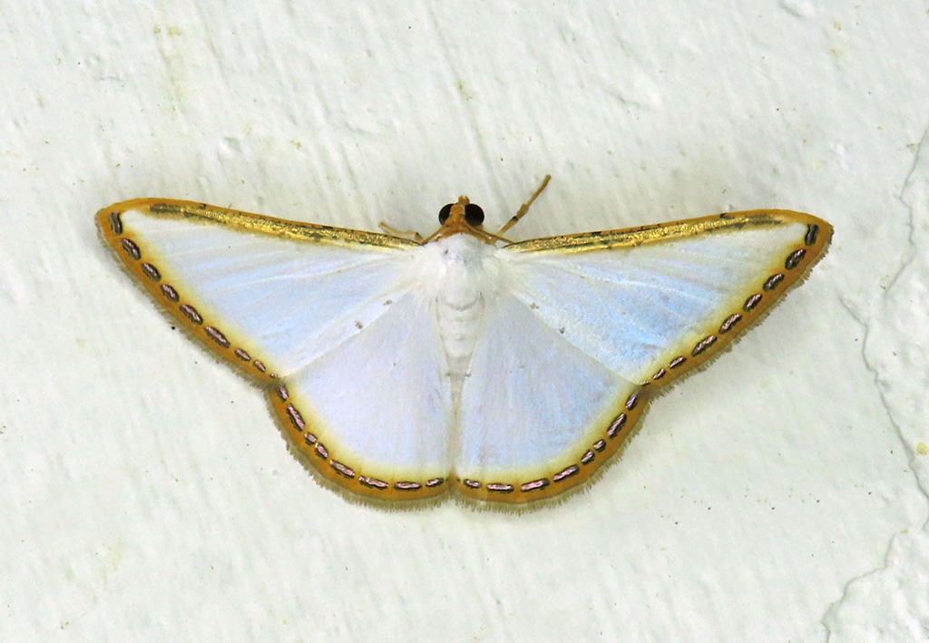Leuciris mysteriotis
