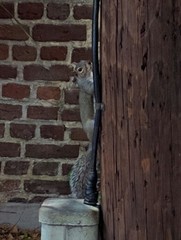 Sciurus carolinensis