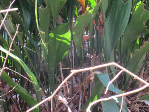Foto de Lírio-do-brejo