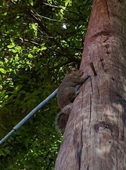 Sciurus carolinensis