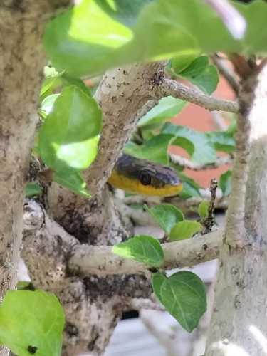 Common Tree Snake sighting