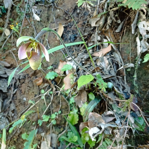 Foto de Sapatilha-de-Vênus