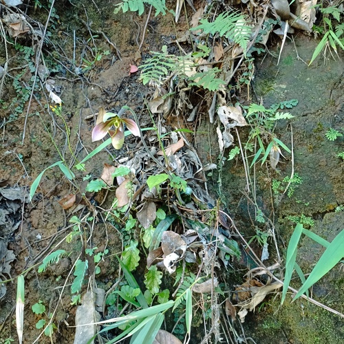Foto de Sapatilha-de-Vênus