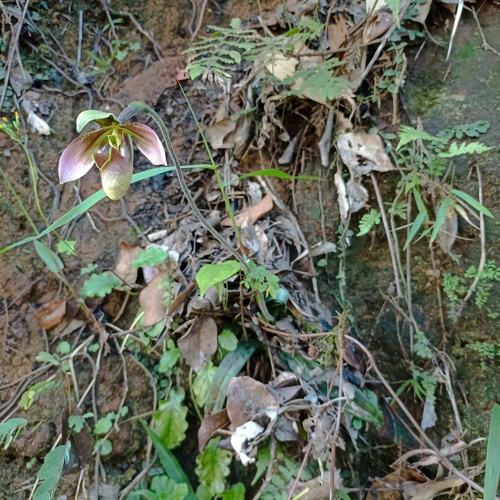 Foto de Sapatilha-de-Vênus