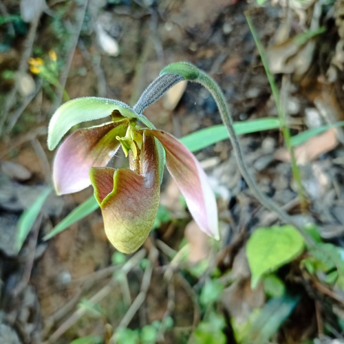 Foto de Sapatilha-de-Vênus