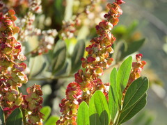 Pseudosmodingium virletii