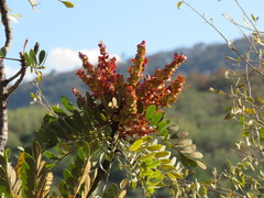 Pseudosmodingium virletii