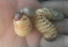 Dynastes tityus