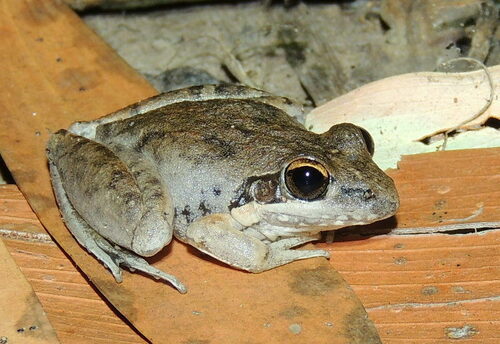 Pale Frog, Litoria pallida