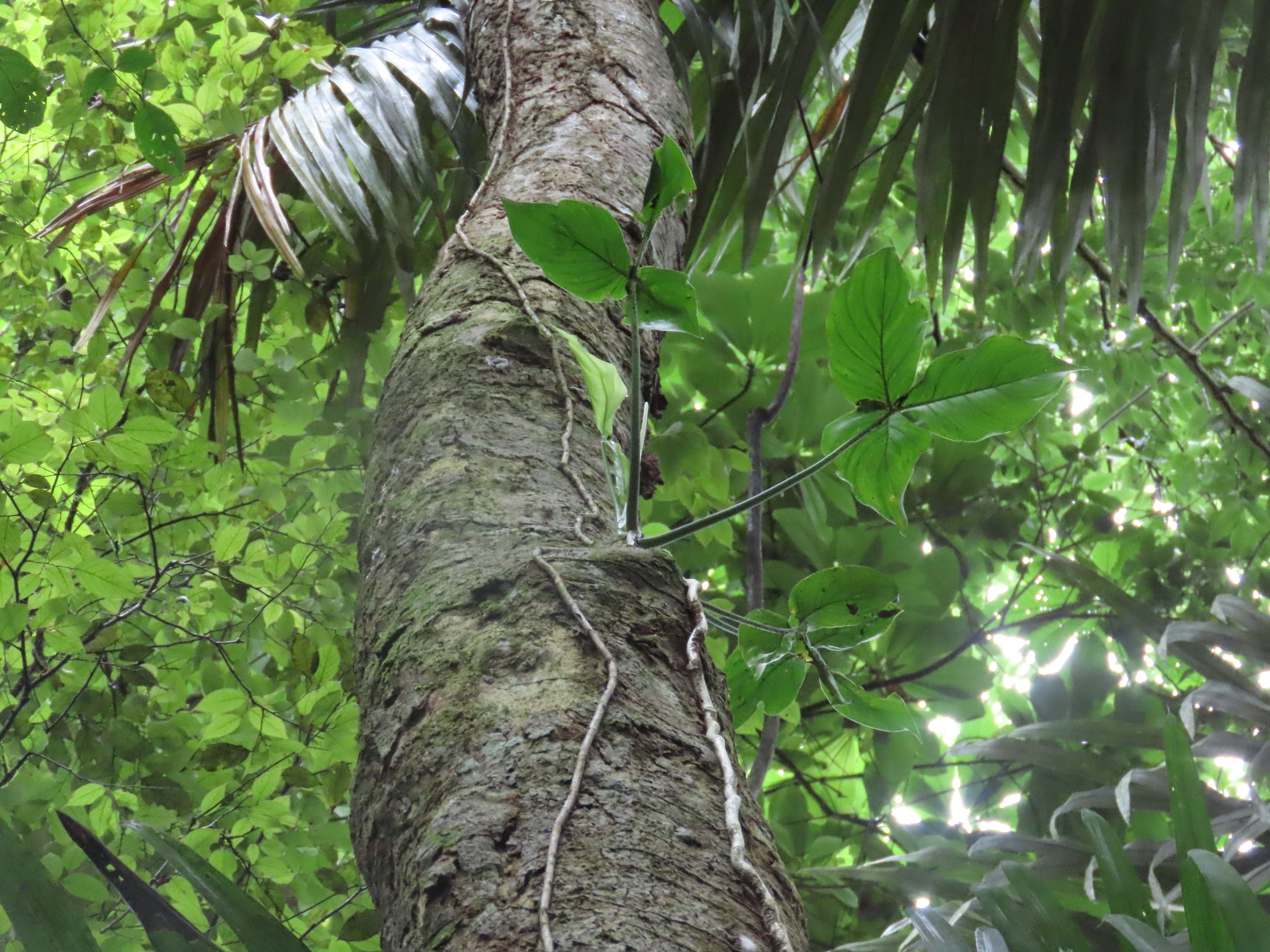 Philodendron tripartitum