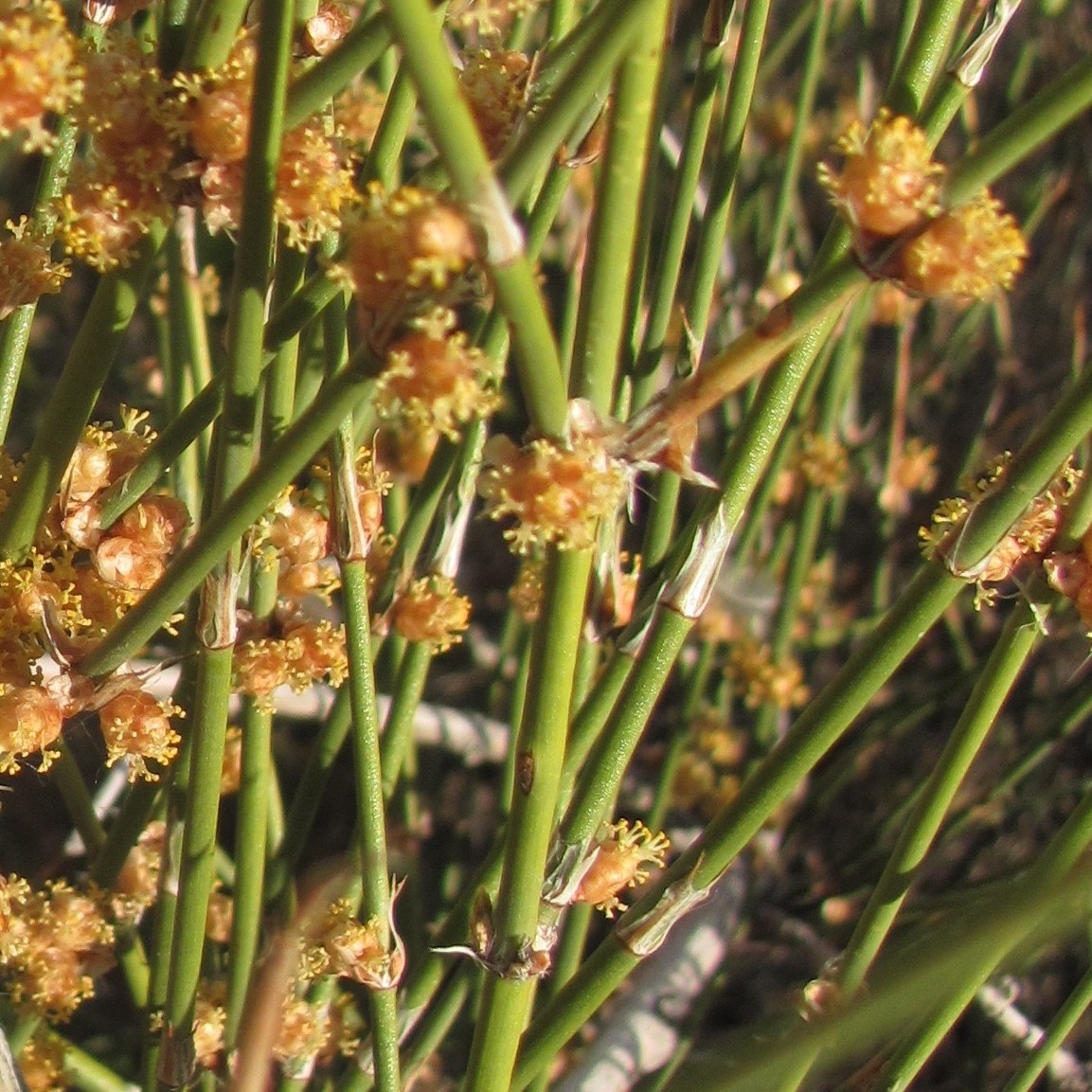 Ephedra trifurca