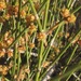 Longleaf Ephedra - Photo (c) Chuck Sexton, some rights reserved (CC BY-NC), uploaded by Chuck Sexton