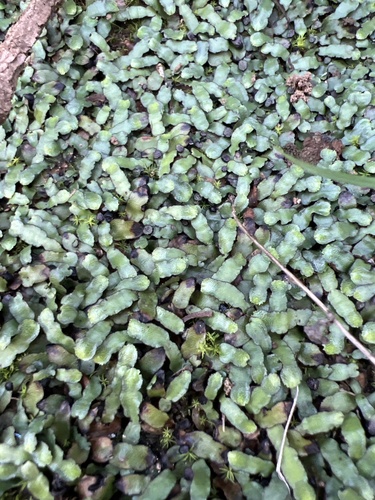 Targionia hypophylla observed 2024-02-03