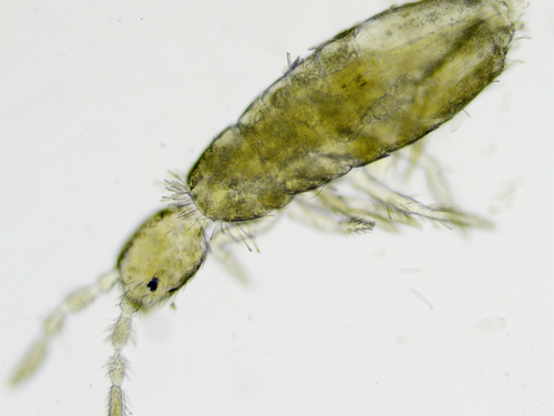 Pseudosinella alba