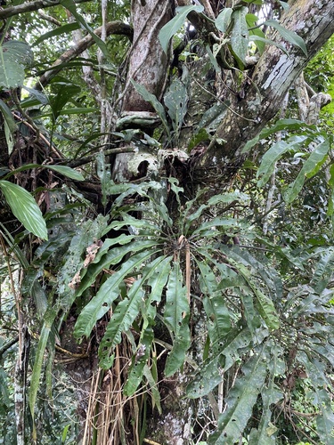 Anthurium eminens, photograph 1