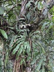 Anthurium eminens, photograph (c) fern Wildtruth, some rights reserved (CC BY)
