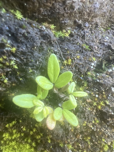 Doryopteris decora, 2024-02-03