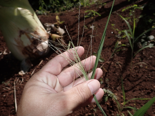 Leptochloa panicea observed 2024-02-03