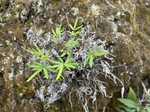 Doryopteris decora, 2024-02-03