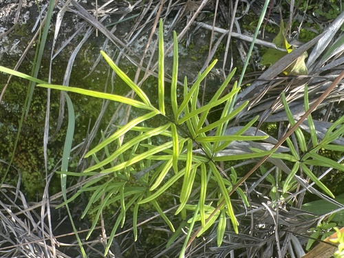 Doryopteris decora observed 2024-02-03