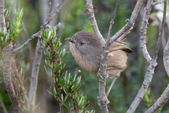 Wrentit photo 5
