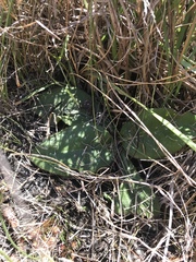 Helianthus heterophyllus