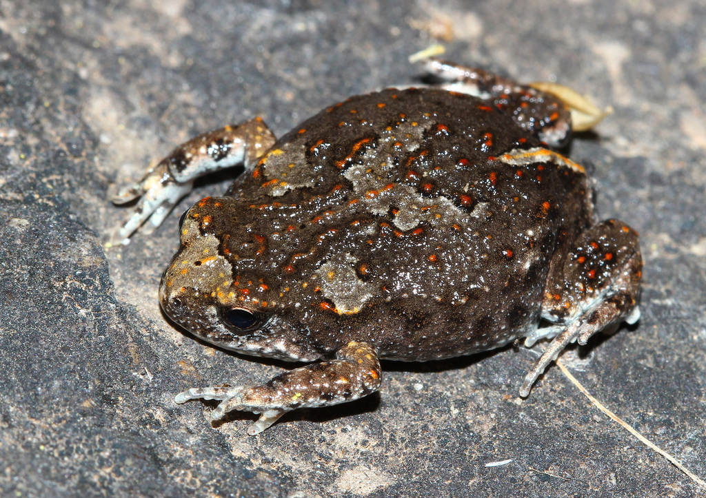 Crawling Toadlet
