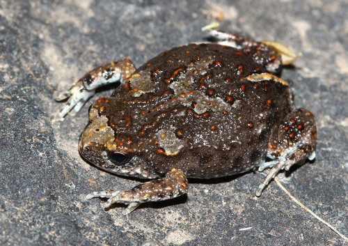 Pseudophryne guentheri Boulenger, 1882